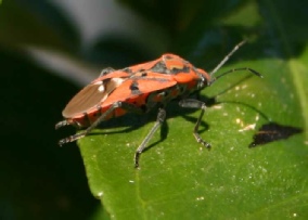 Eurydema ornatum shieldbug